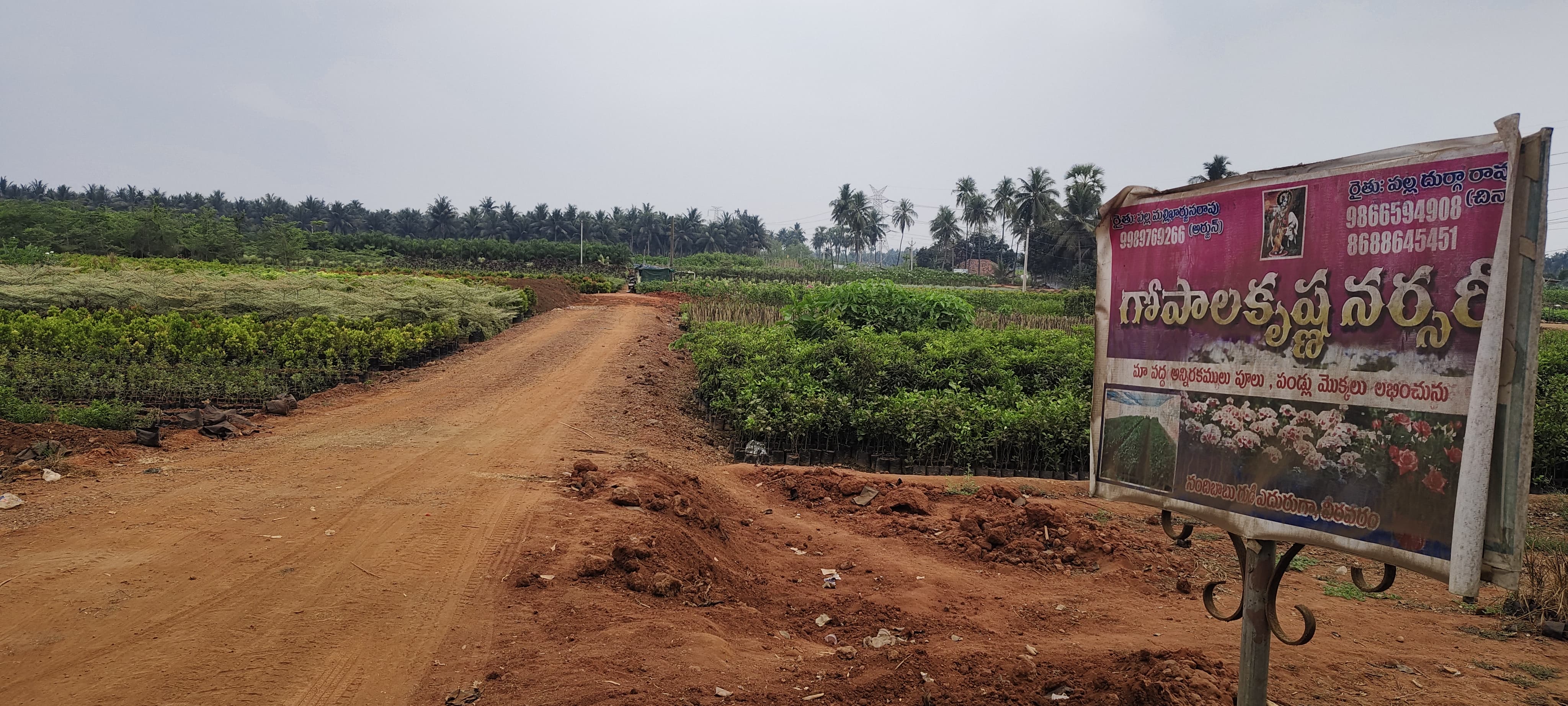 Wholesale Plant Nurseries kadiyam Gopala Krishna Nursery 